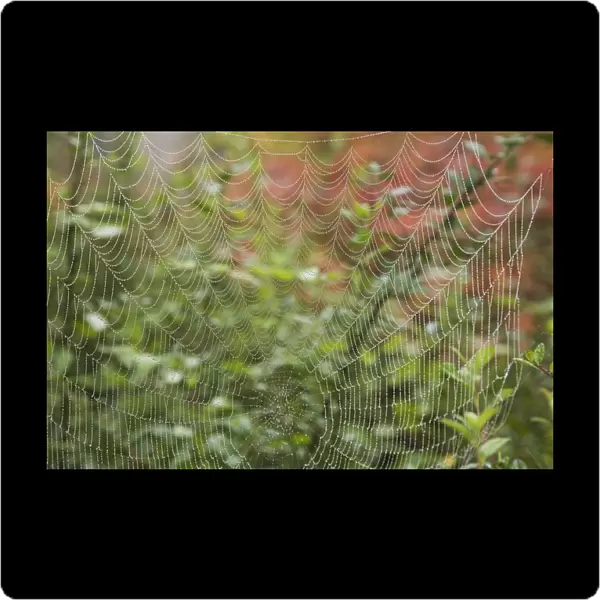 Detail Of Spider Web