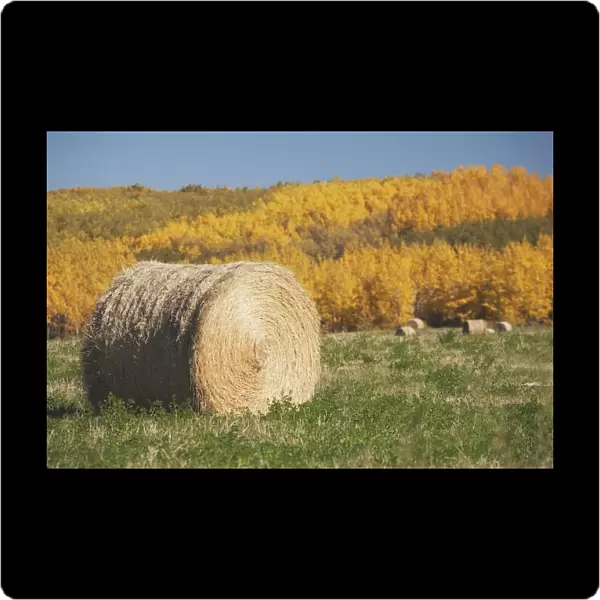 Hay Bale With Autumn Colors, Alberta, Canada