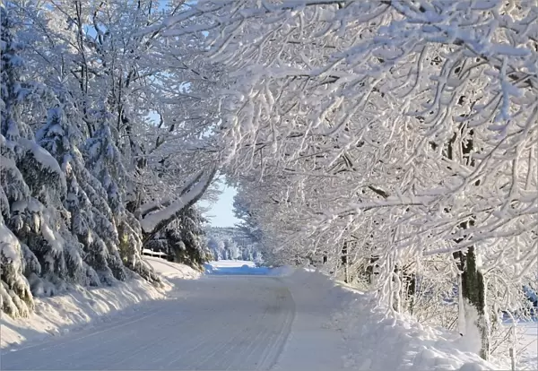 Trees Lining The Road In Winter; Quebec, Canada