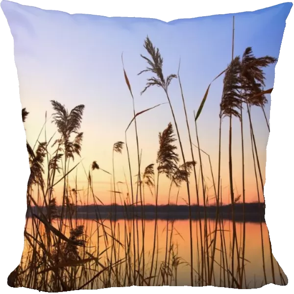Willmar, Minnesota, United States Of America; ; Tall Grass Along The Shoreline At Sunset