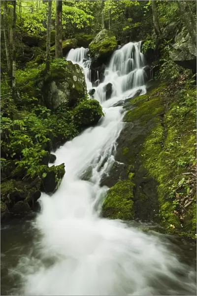 Tennessee, United States Of America; Spring Foliage And A Seasonal Waterfall In The Great Smoky Mountains National Park