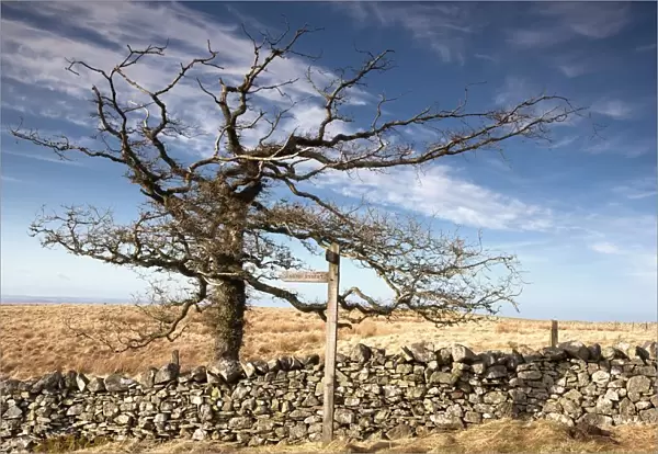 Northumberland, England; A Leafless Tree By A Stone Wall In A Field