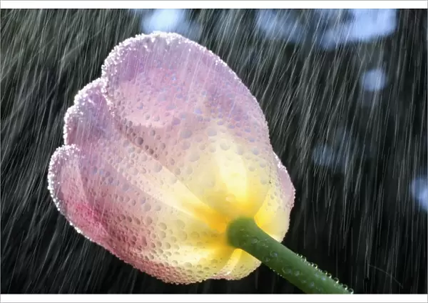 Rain Falling On A Tulip