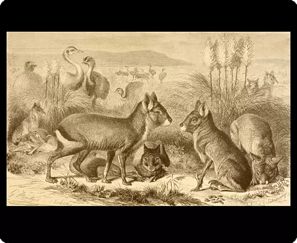 A Family Of Patagonian Maras Or Patagonian Cavies. From La Vida De Los Animales Published Spain Circa 1885