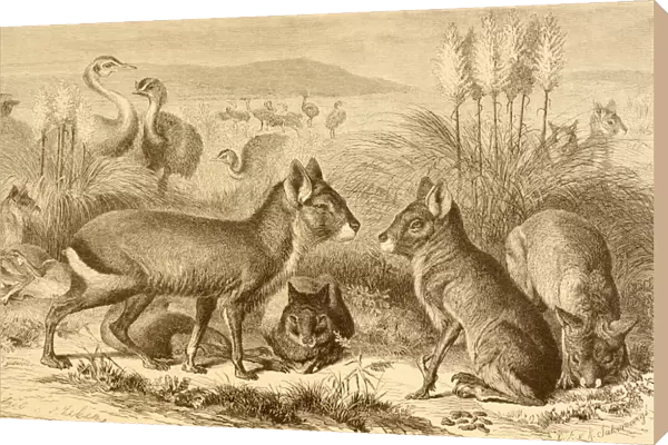 A Family Of Patagonian Maras Or Patagonian Cavies. From La Vida De Los Animales Published Spain Circa 1885