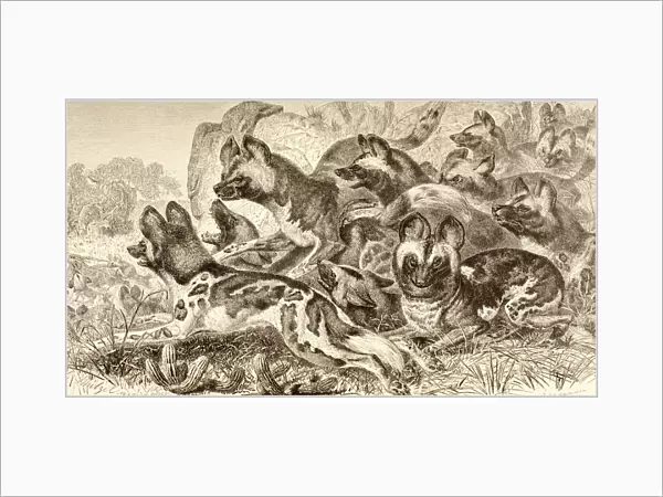 A Family Of Hyenas. From La Vida De Los Animales Published Spain Circa 1885