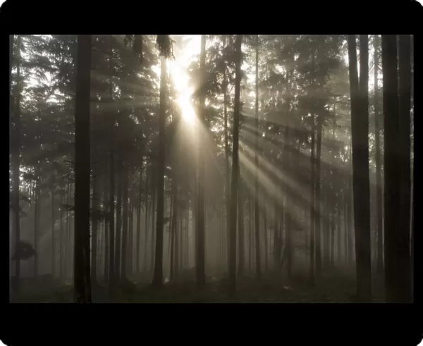 Misty Pine Forest With Sun Ray