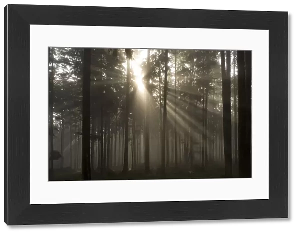 Misty Pine Forest With Sun Ray