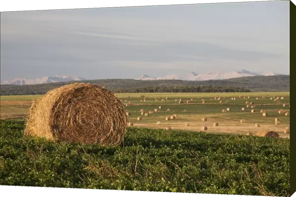 Hay Bales In A Field With Mountains In The Background At Sunrise; Alberta, Canada