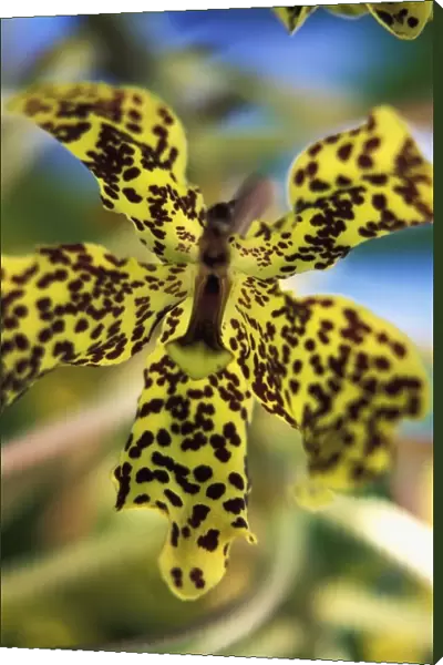 Yellow And Black Spotted Orchid