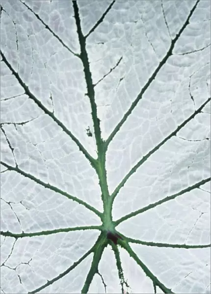 Leaf (Hortus Botanicus), Close-Up