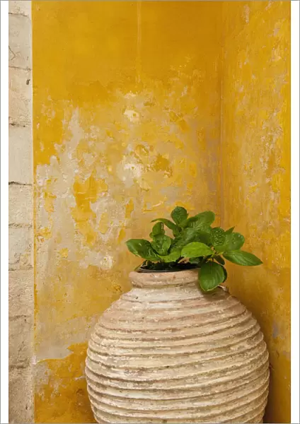 Vase holding a plant against a yellow wall; Chania, Crete, Greece
