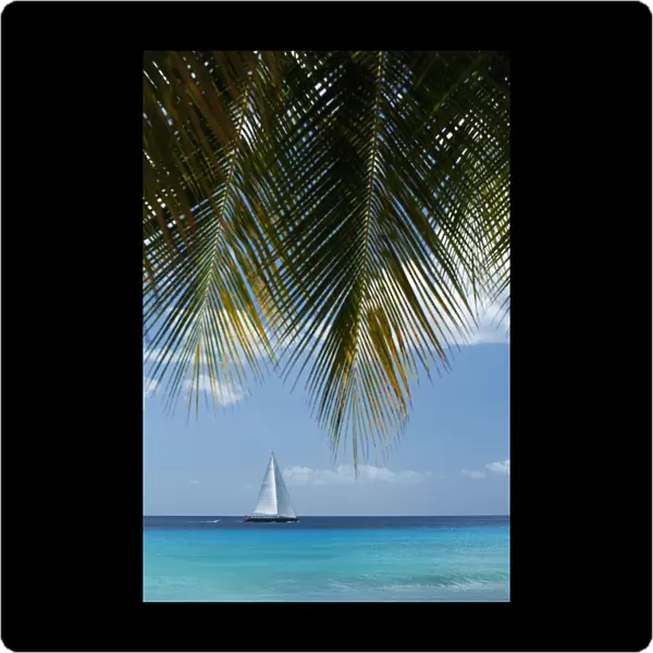 Looking Through Palm Trees To Large Yacht Off The West Coast Of Barbados; Barbados