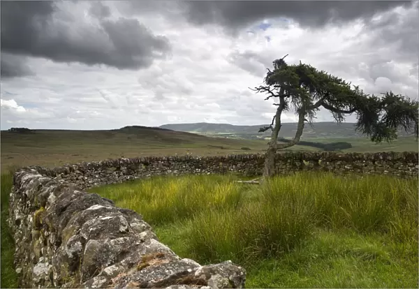 A Stone Fence Across A Field; Northumberland England
