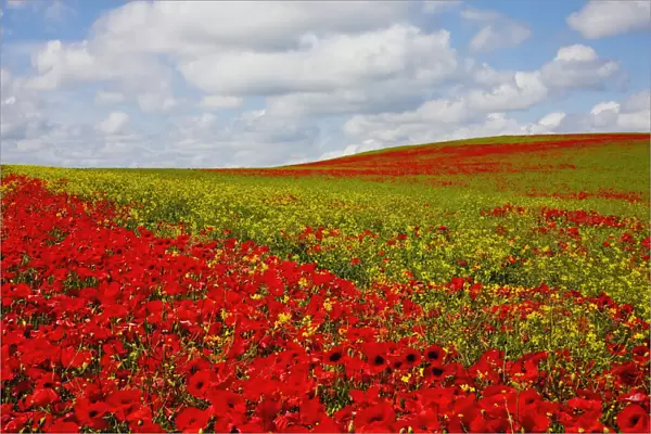 An Abundance Of Red Poppies In A Field; Corbridge, Northumberland, England