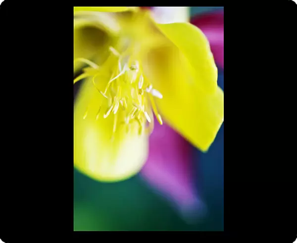 Columbine, Macro Close-Up Of Blossom