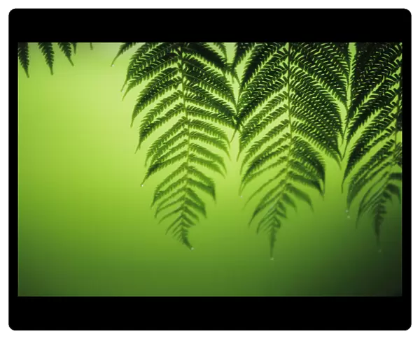 Hawaii, Lanai, Tree Ferns On Green Background