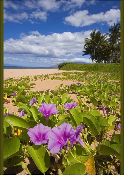 USA, Hawaii, Maui, Green leafy vines with pink flowers on Keawakapu Beach; Kihei