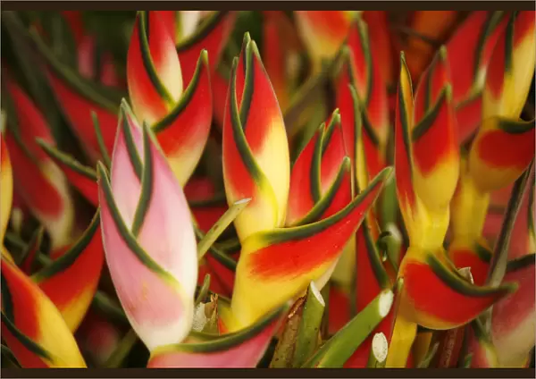 Hawaii, Big Island, Hilo, Close-Up Of Bunch Of Heliconia