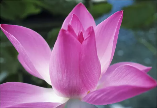 Close-Up Of Pink Lotus Waterlily Bud