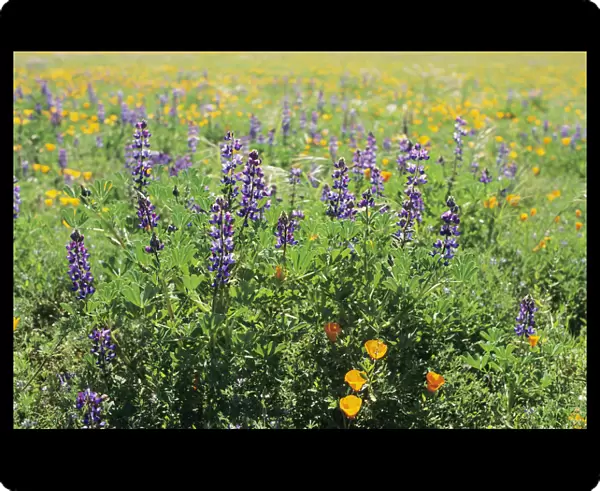California, Beautiful Meadow Of Lupine And California Poppies