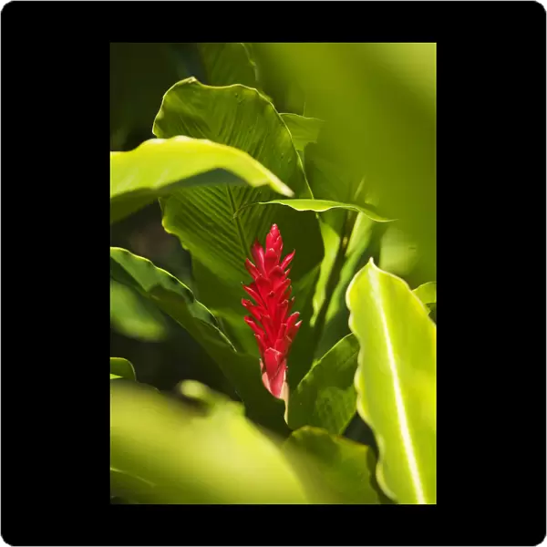 Red Ginger Flower Between Green Leaves