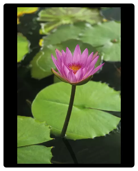 Water Lily, Single Purple Blossom