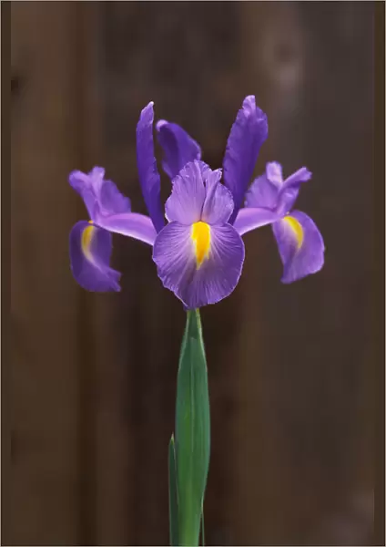 Spanish Iris (Iris Xiphium Or Hispanica) Single Green Stem With Brown Background
