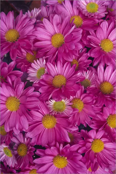 Close-Up Of A Cluster Of Pink Painted Daisies [Chrysanthemum Coccineum]