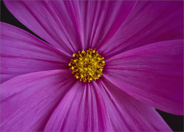 California, Close-Up Of Single Pink Aster, Yellow Center