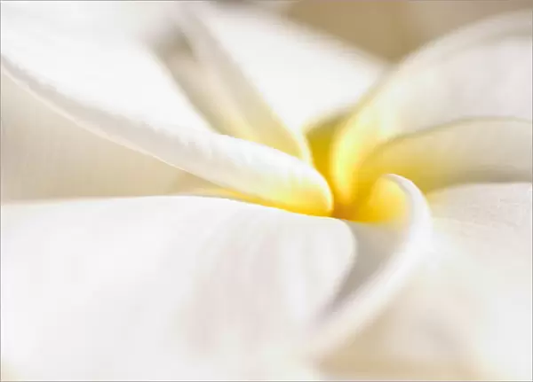Extreme Close-Up Of White And Yellow Plumeria Flower From Side View
