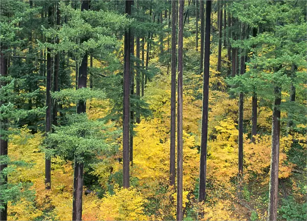 Oregon, Willamette National Forest, Vine Maple And Douglas Fir Trees In Fall, Green And Yellow Colors A24B