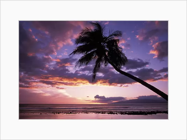 Hawaii, Maui, Olowalu, Purple Sunset With Lanai In Distance And Palm Silhouette