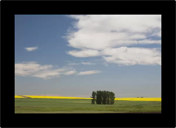 A Group Of Trees In A Green Field With Flowering Canola On The Distance With Blue Sky And Clouds; Alberta, Canada