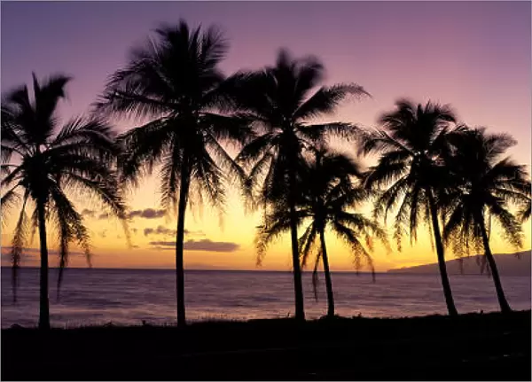 Hawaii, Maui, Dramatic Sunset Silhouette Palm Trees Lined Along Beach, Panoramic B1538
