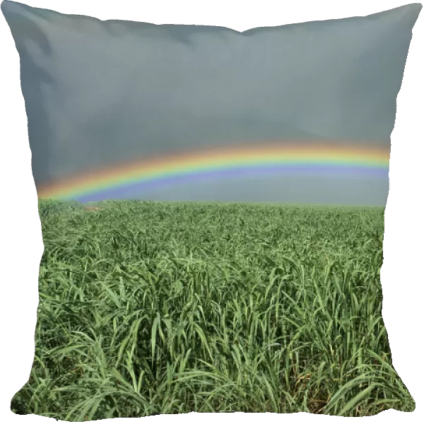 Hawaii, Brilliant Rainbow Over Fields Of Sugarcane, Misty Skies In Background C1716