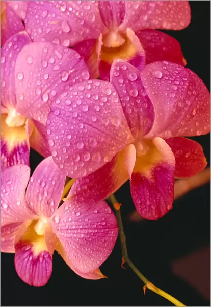 Close-Up Of Purple Vanda Orchid Flowers On Plant, Dew Water Droplets, Studio C1664