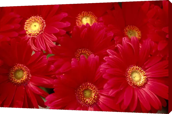 Close-Up Of Bunch, Red Daisies With Yellow Centers