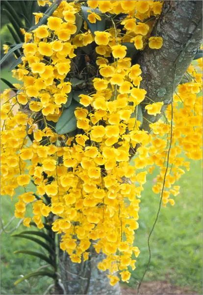 Hawaii, Kauai, Lawai, V. Mable Mae Kamahele Yellow Orchids, Draping Down From Tree