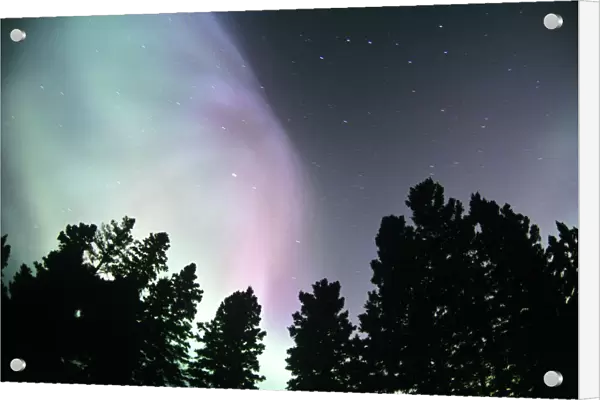 View Of Trees And Northern Lights, Birds Hill Provincial Park, Manitoba