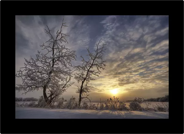 Snow Covered Trees Silhouetted By Sunrise On The Alberta Prairies