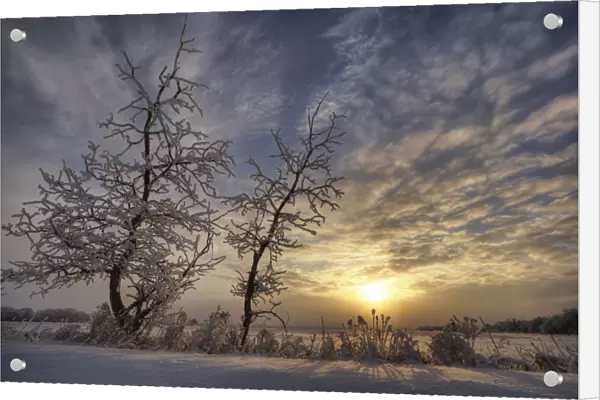 Snow Covered Trees Silhouetted By Sunrise On The Alberta Prairies