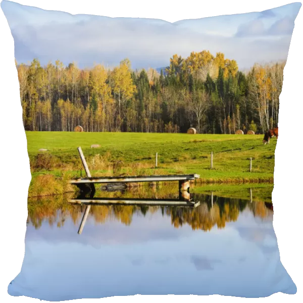 Pond And Cattle Near Mansonville, Eastern Townships, Quebec