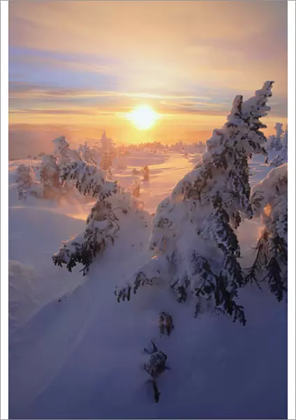 View Of Snow-Covered Trees At Mont Logan At Sunrise, Quebec, Canada