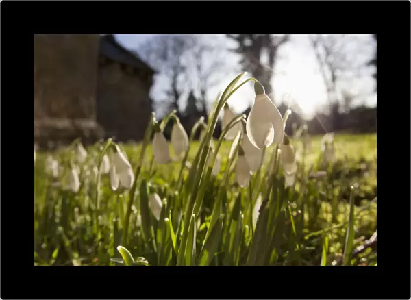 Snowdrop Flowers In The Sunlight; Northumberland, England