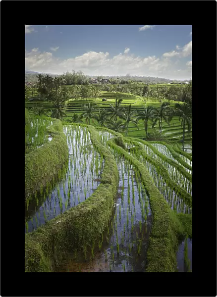 Rice Fields; Jatiluwih, Bali, Indonesia
