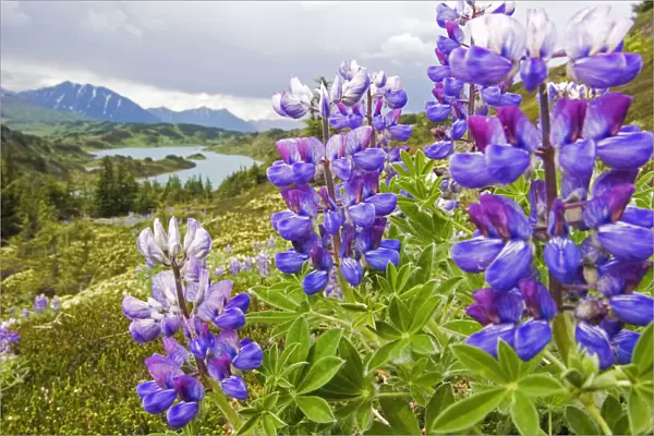 Lupine Flowers Near Lost Lake Seward Alaska Chugach National Forest Southcentral Summer