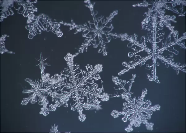Frost Crystal On Glass Kodiak Isl Southwest Ak Winter Detail