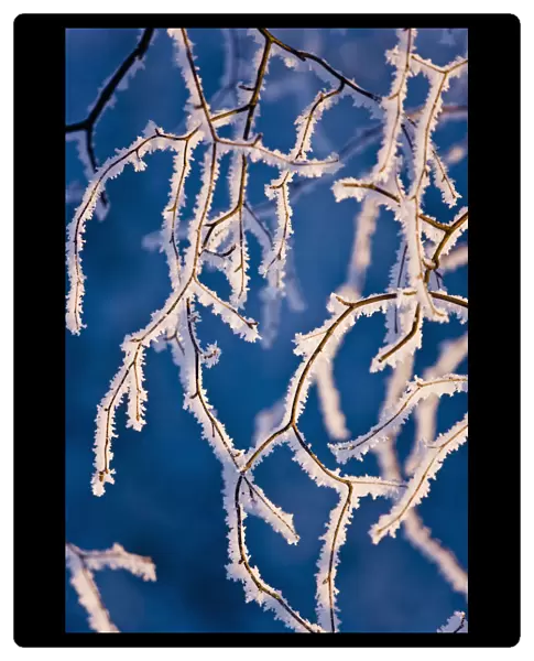Detail Of Birch Trees Covered With Hoarfrost, Winter, Russian Jack Park, Anchorage, Alaska