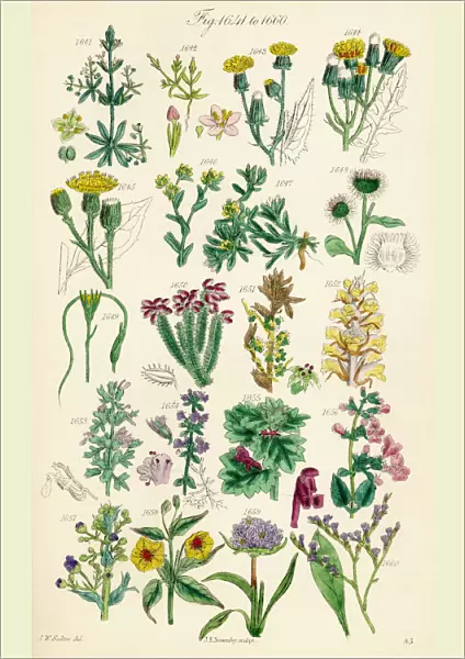 Page Of Colour Illustrations From British Wild Flowers After A Work By J. E. Sowerby And C. P. Johnson